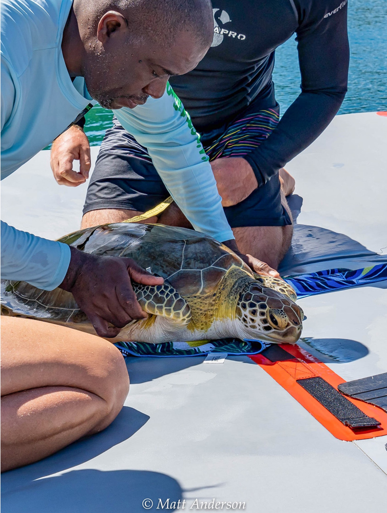 Caribbean Conservation in Action: Tagging Turtles in the BVI ...